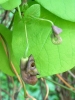 Aristolochia macrophylla (03)